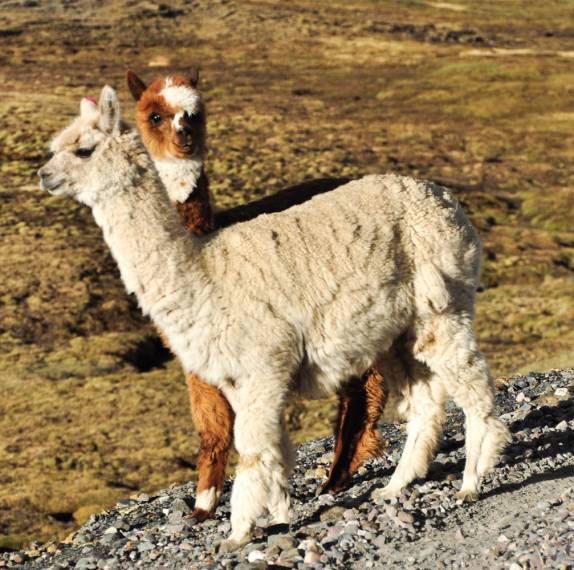 As lhamas, perfeitamente adaptadas às grandes altitudes andinas do altiplano peruanos na Carretera Transoceanica,viajando à Cusco, no Peru